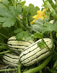 Cucurbita pepo 'Delicata'